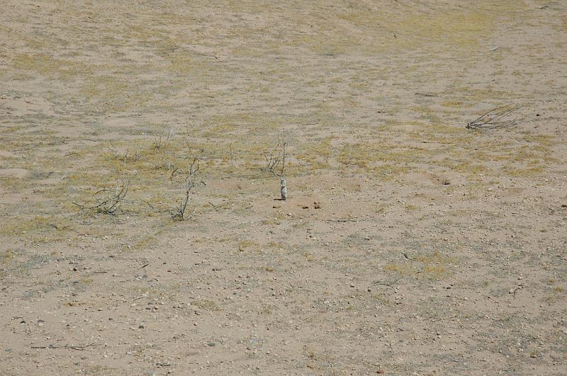 Desert gofer.JPG